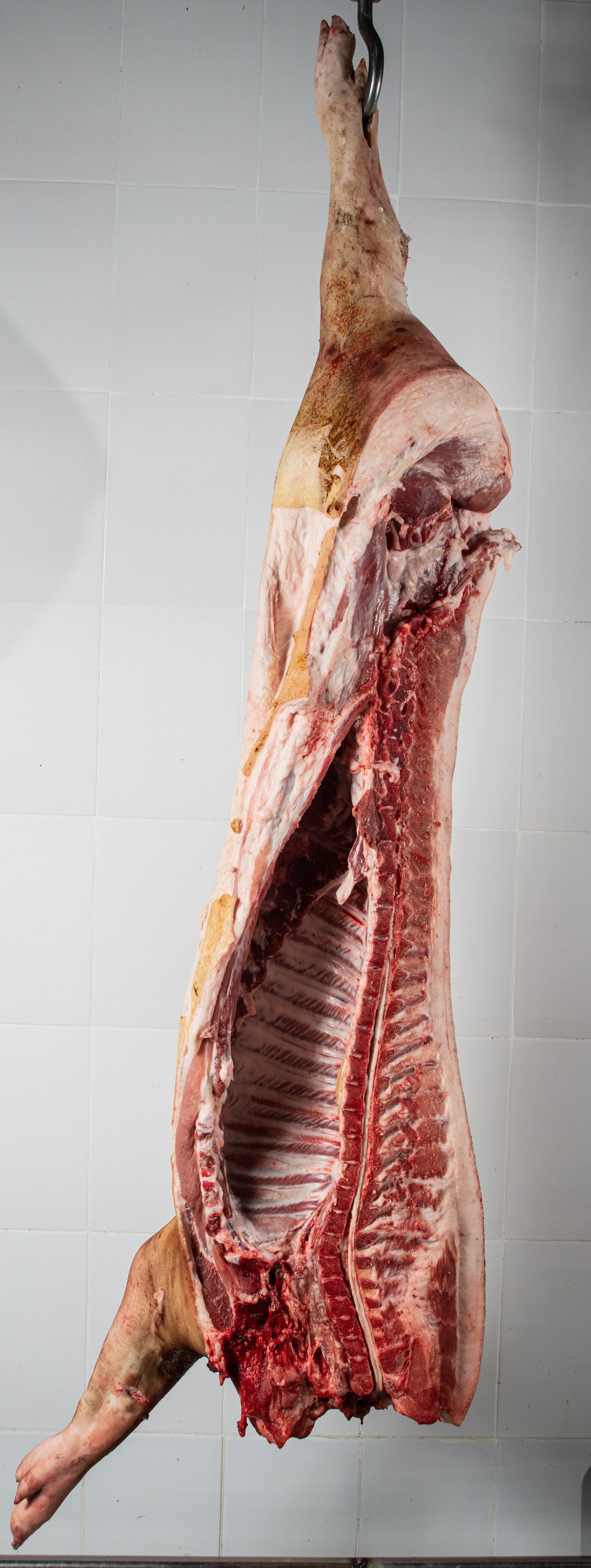 Carcasă de porc jumătăţi